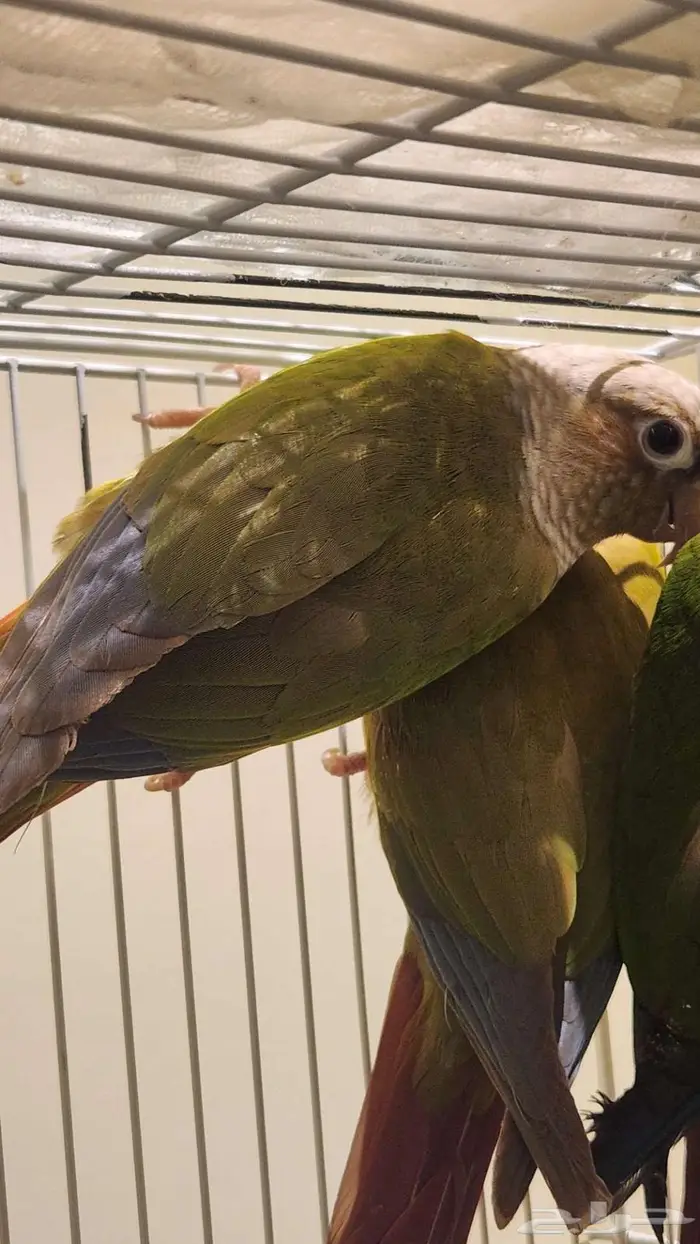 كنيور اناناسي 2