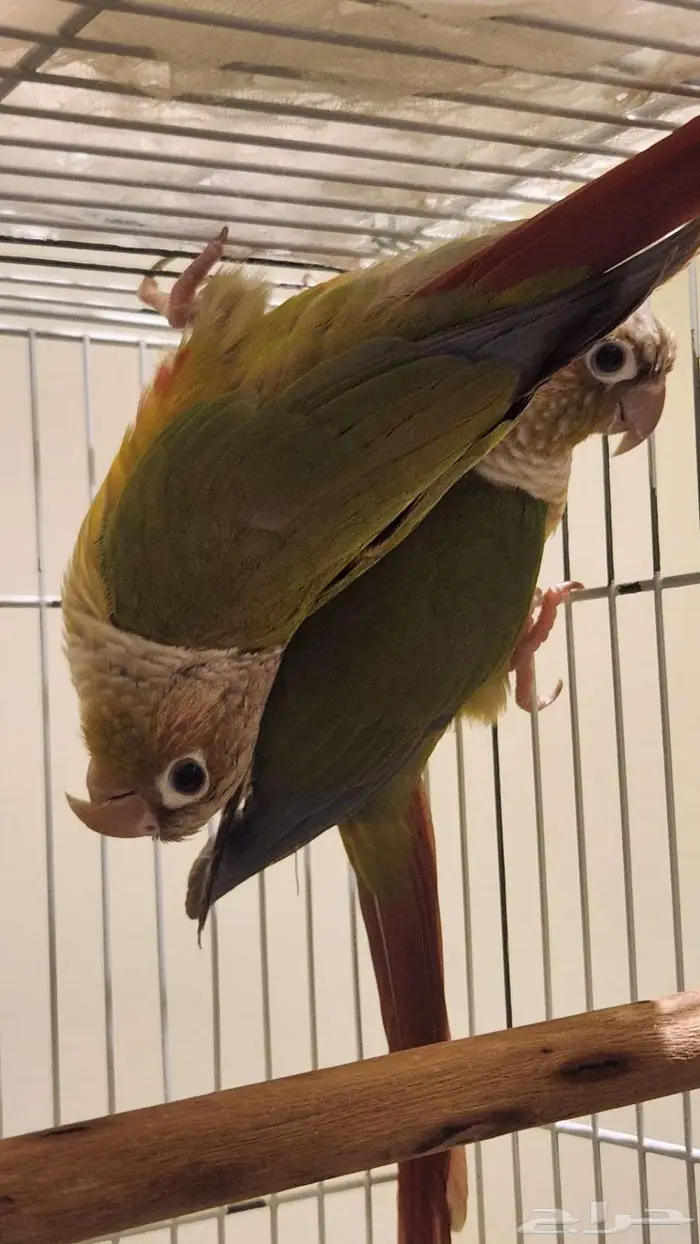 كنيور اناناسي 4