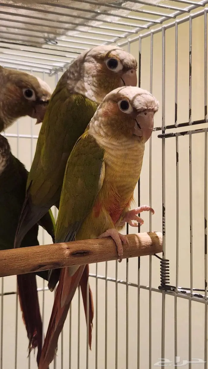 كنيور اناناسي 5