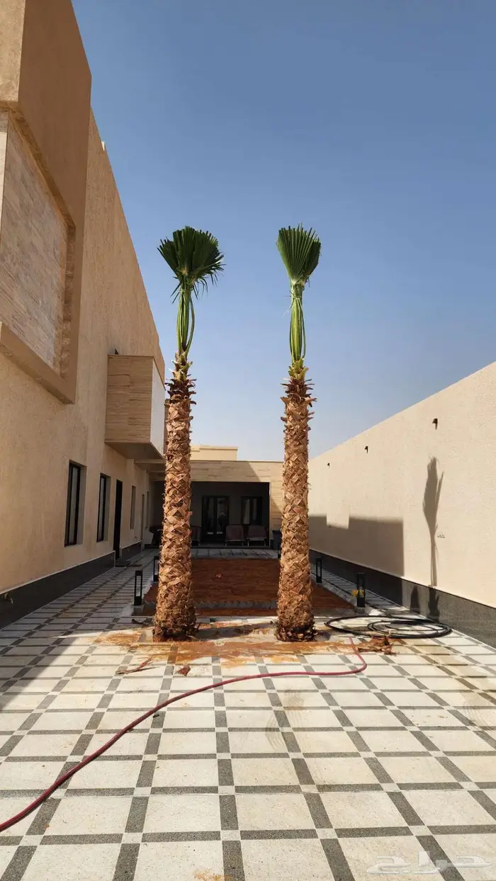 نخل واشنطن للبيع 1