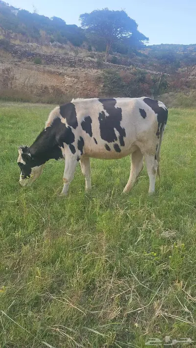 بقر للبيع و حسيل index