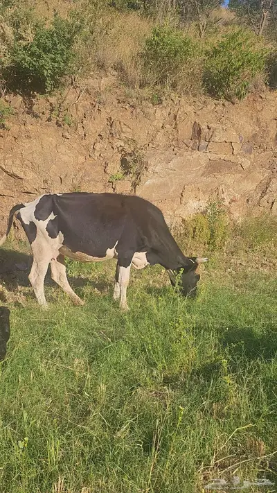 بقر للبيع و حسيل index