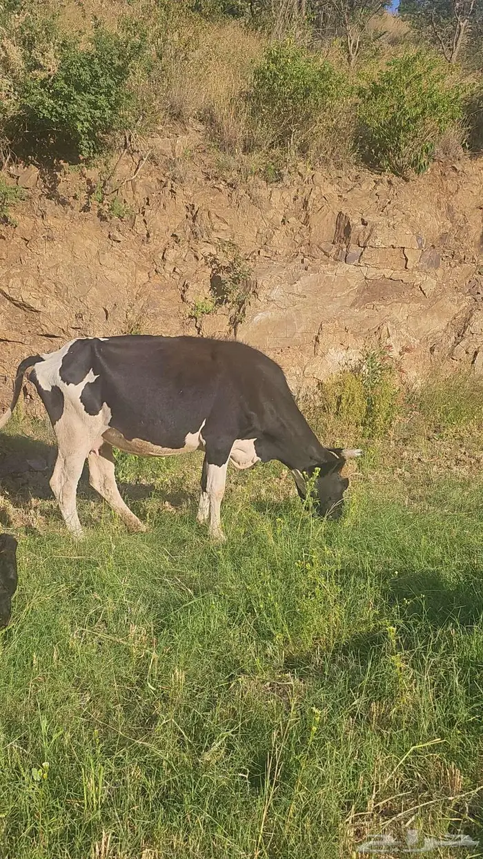 بقر للبيع و حسيل 2
