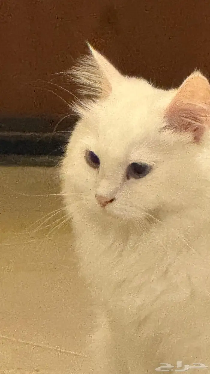 قطة شيرازية للتبني 1