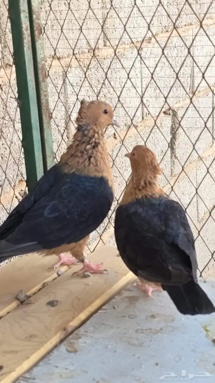 حمام ارشنجل 1