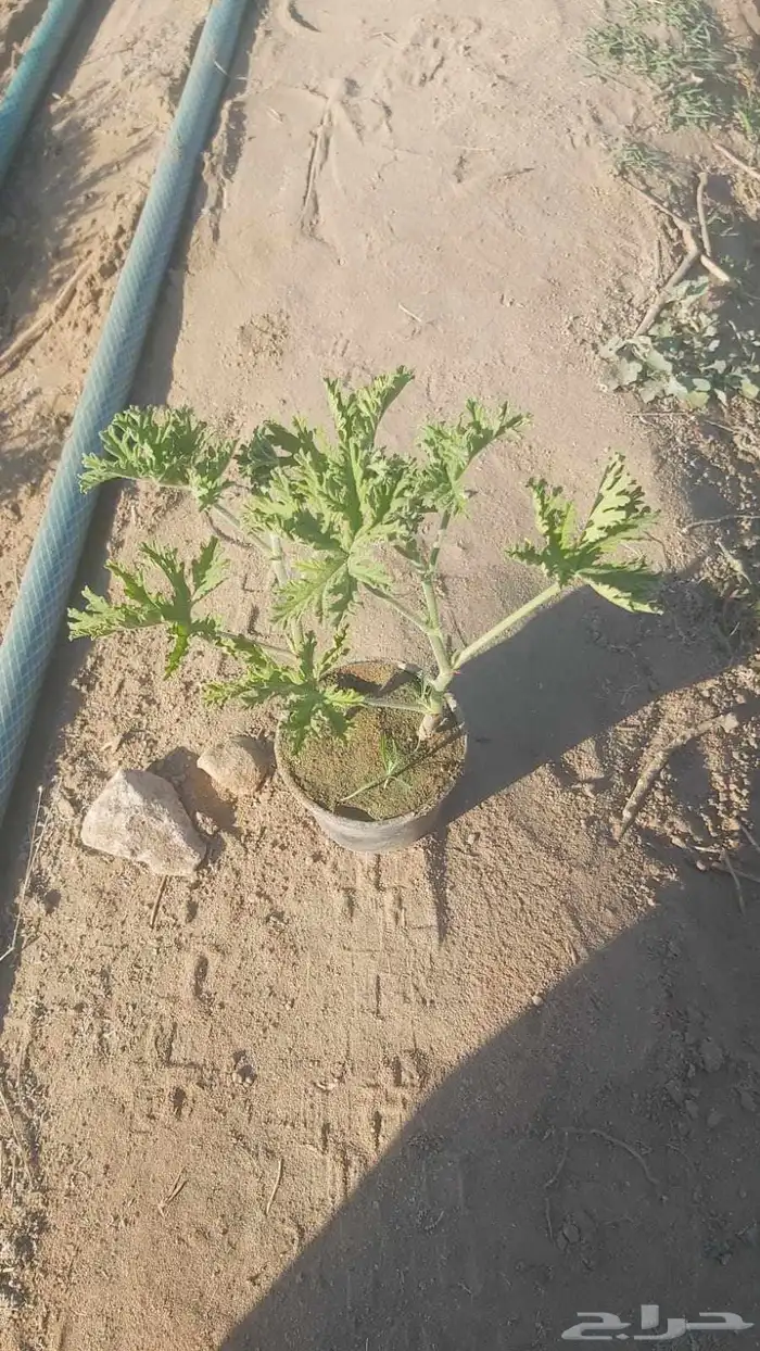 عطره تركي مراكن 9 أكياس متوفر 1