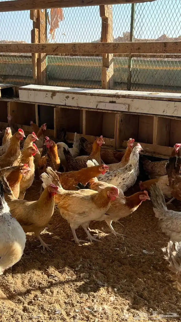 دجاج بلدي بياض 1