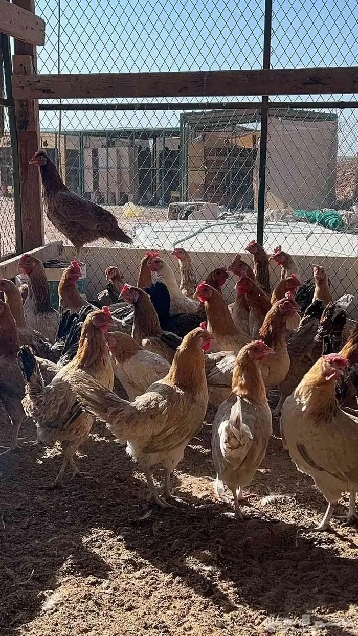 دجاج بلدي بياض 6