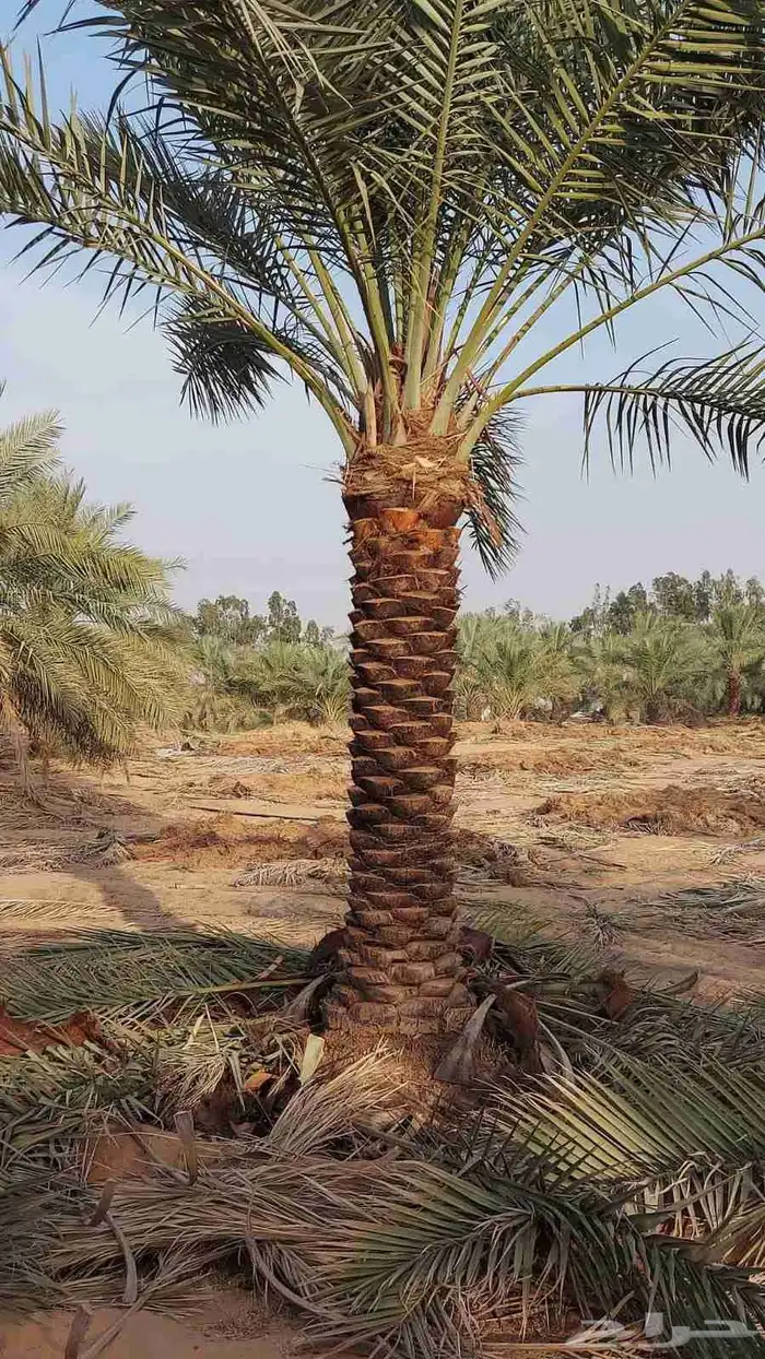 نخل للبيع 8