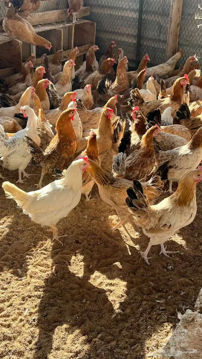 دجاج بلدي بياض 3