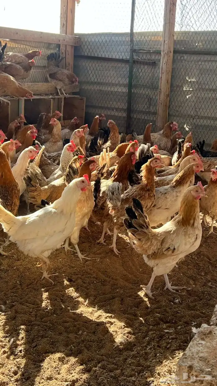 دجاج بلدي بياض 0