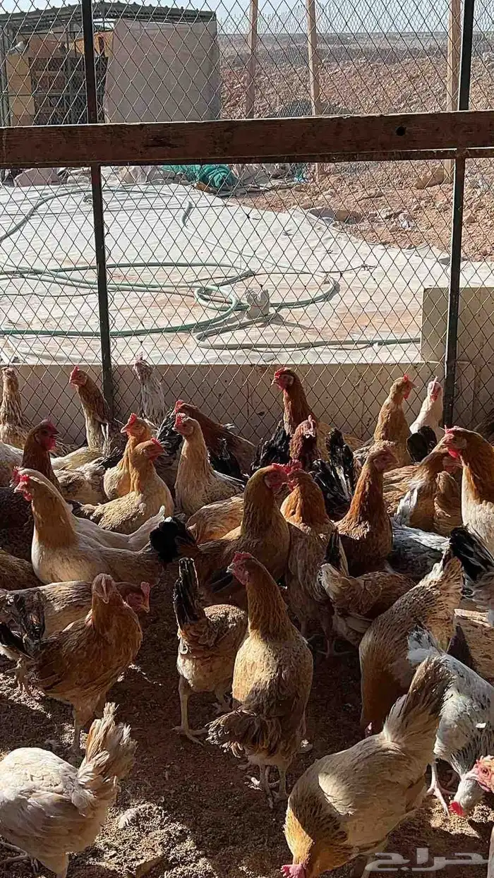 دجاج بلدي بياض 7