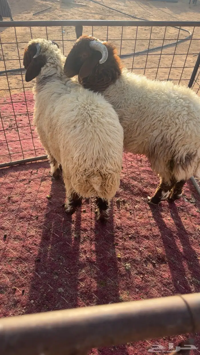 طليان نعيم 0