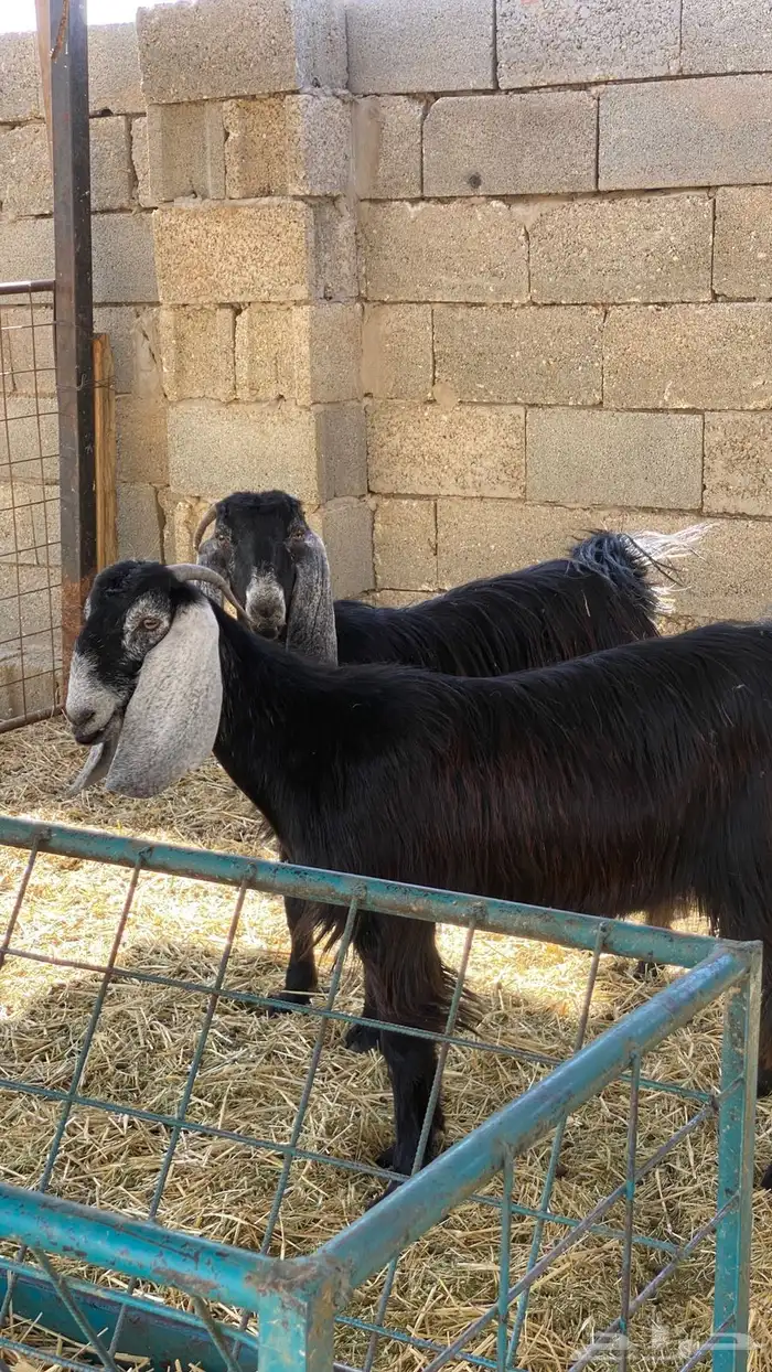 جفرات ثنوات 2