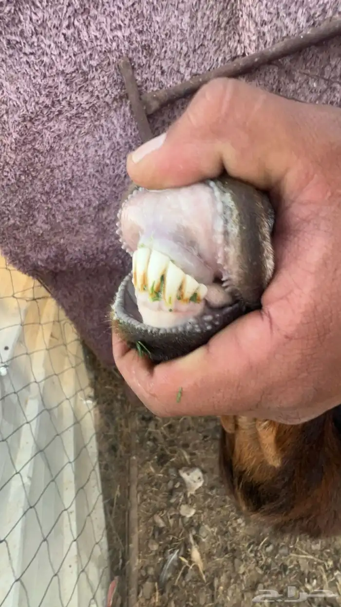 عنز دافع تم البيع 1