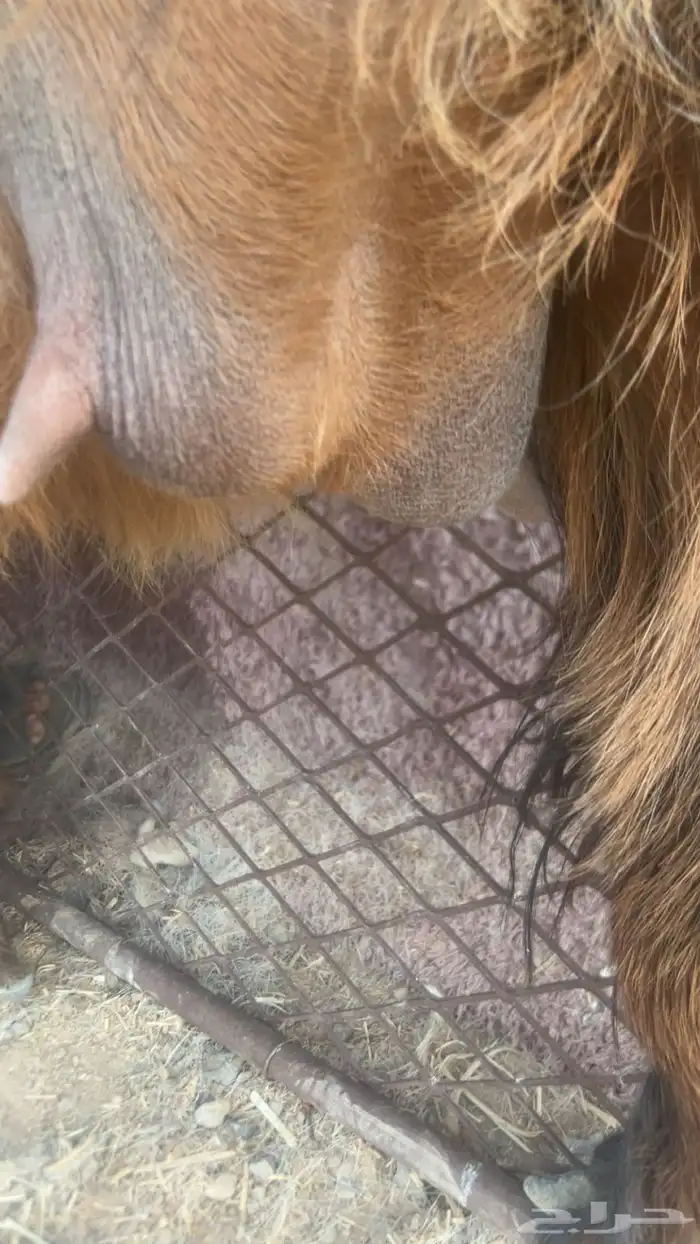 عنز دافع تم البيع 2