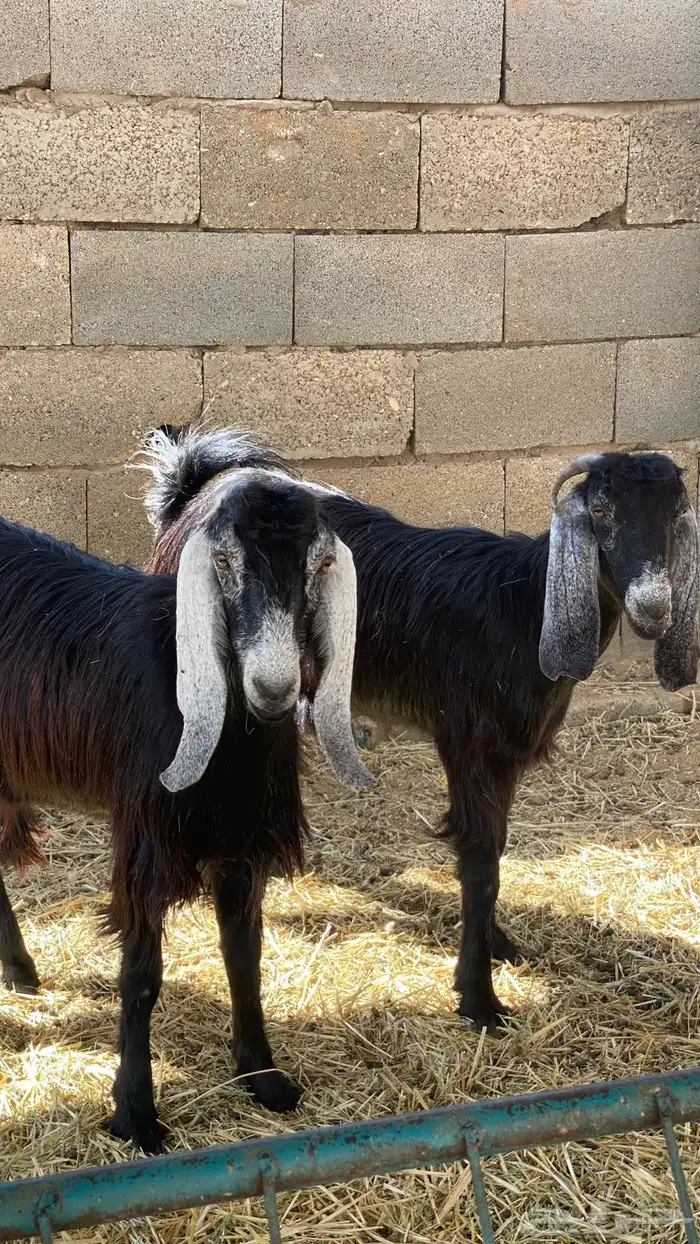 جفرات ثنوات 0