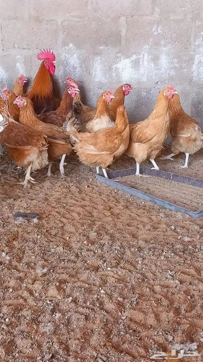 بيض دجاج تركي 1