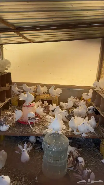 حمام رقاص هندي 52 حبه جمله index