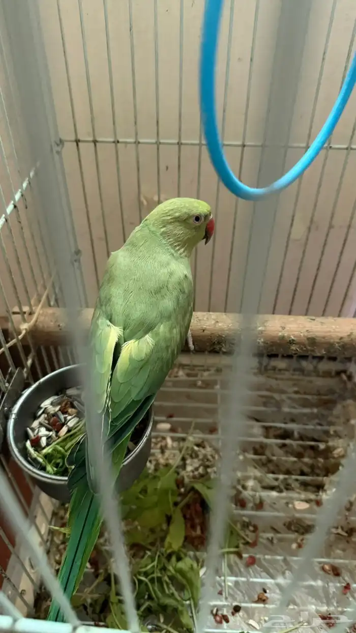 ببغاء الدرة متكلم 2