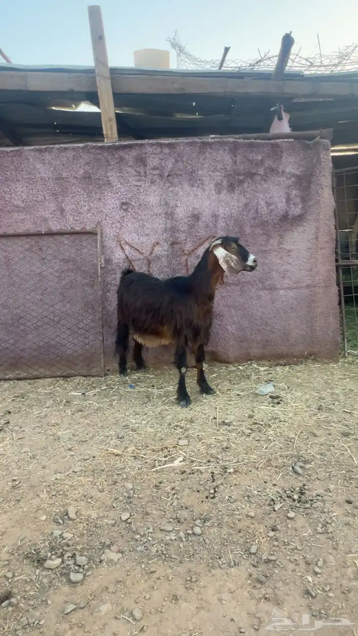 عنز دافع تم البيع 0