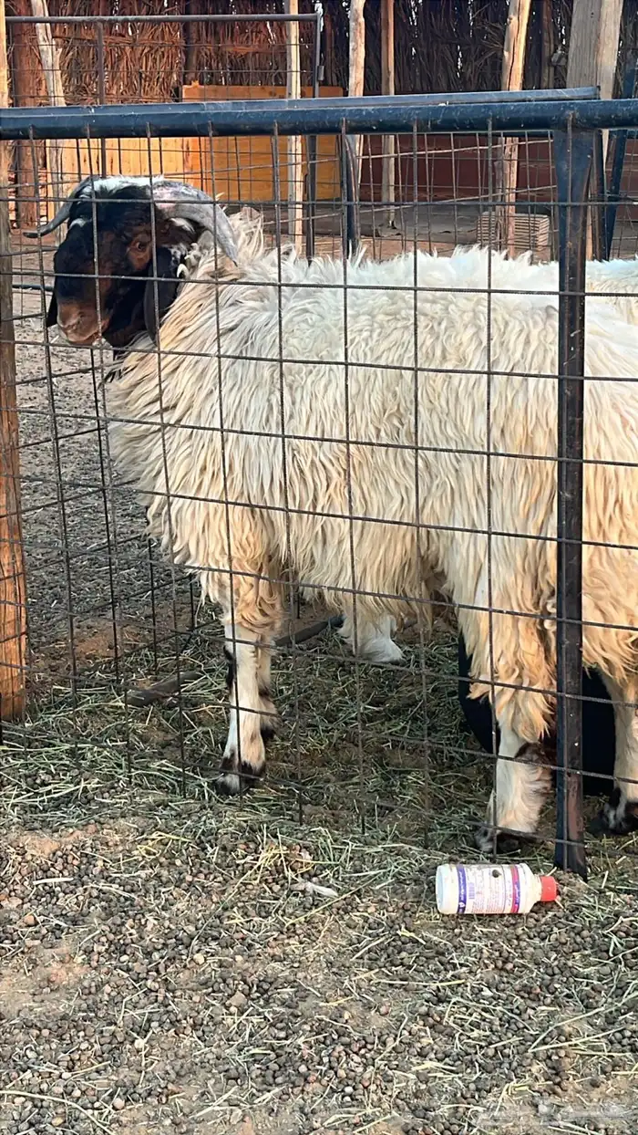 خروف نعيمي 1