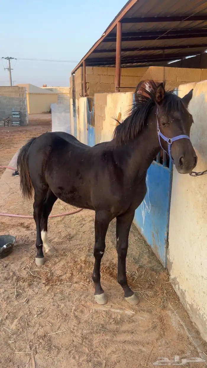 فرس وبنتها 1