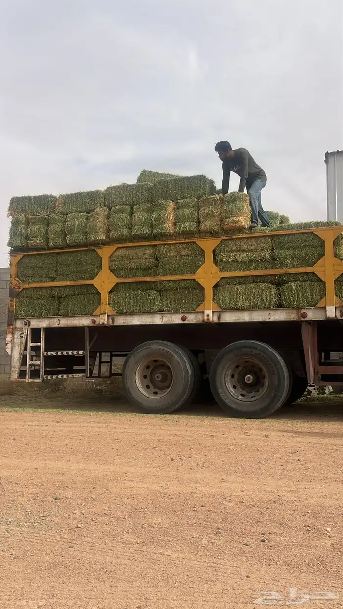 برسيم صافي 0