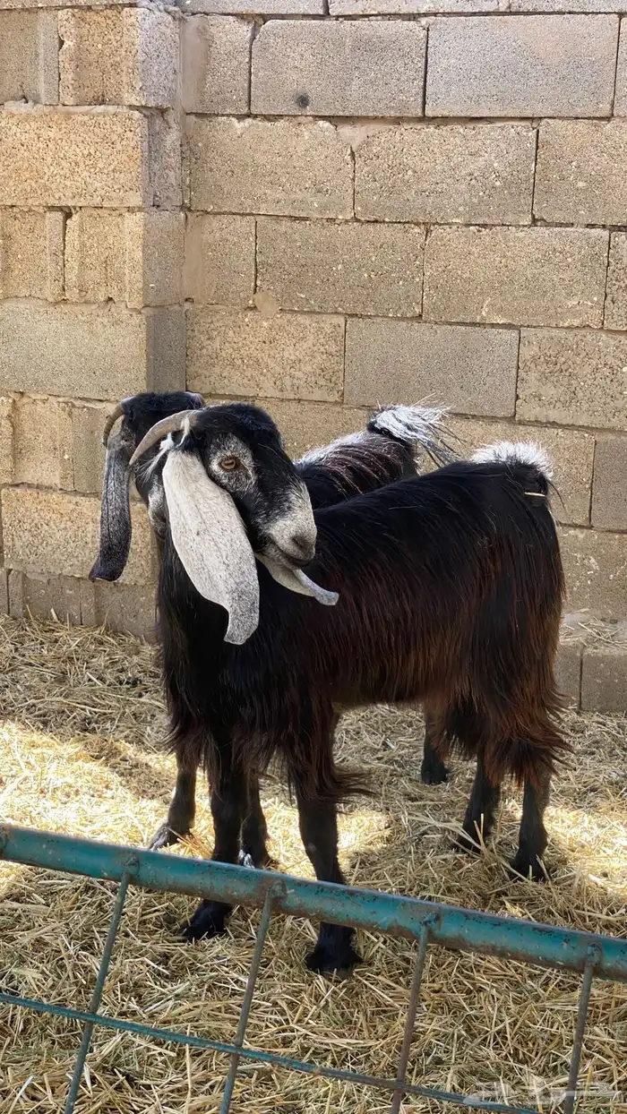 جفرات ثنوات 1