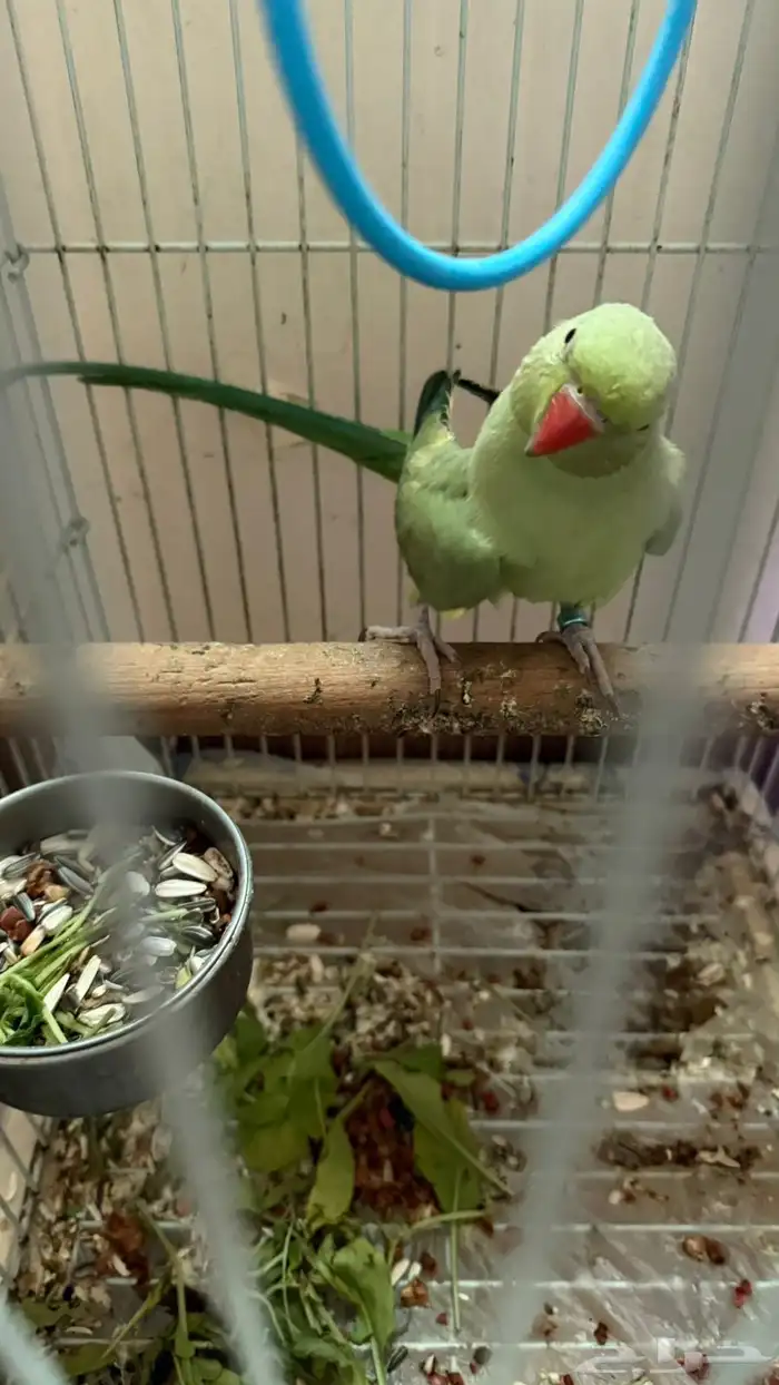 ببغاء الدرة متكلم 0