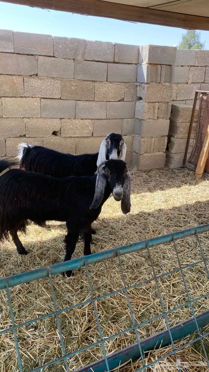 جفرات ثنوات 3