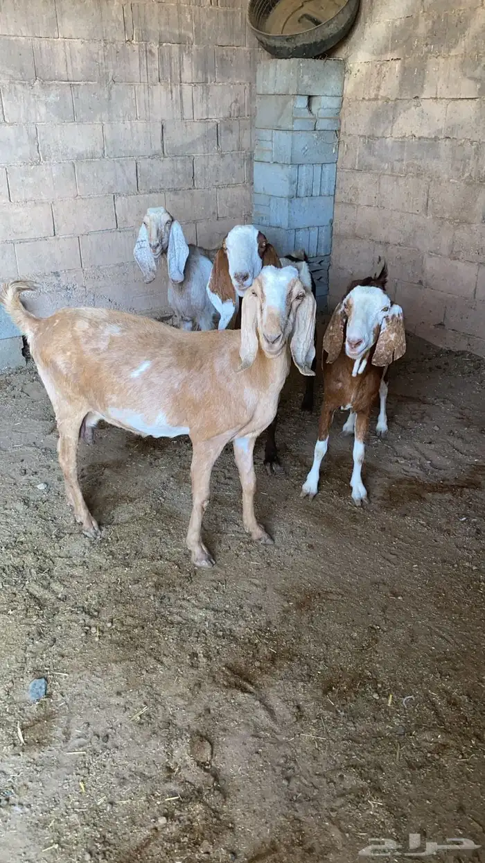 معزاء للبيع 3