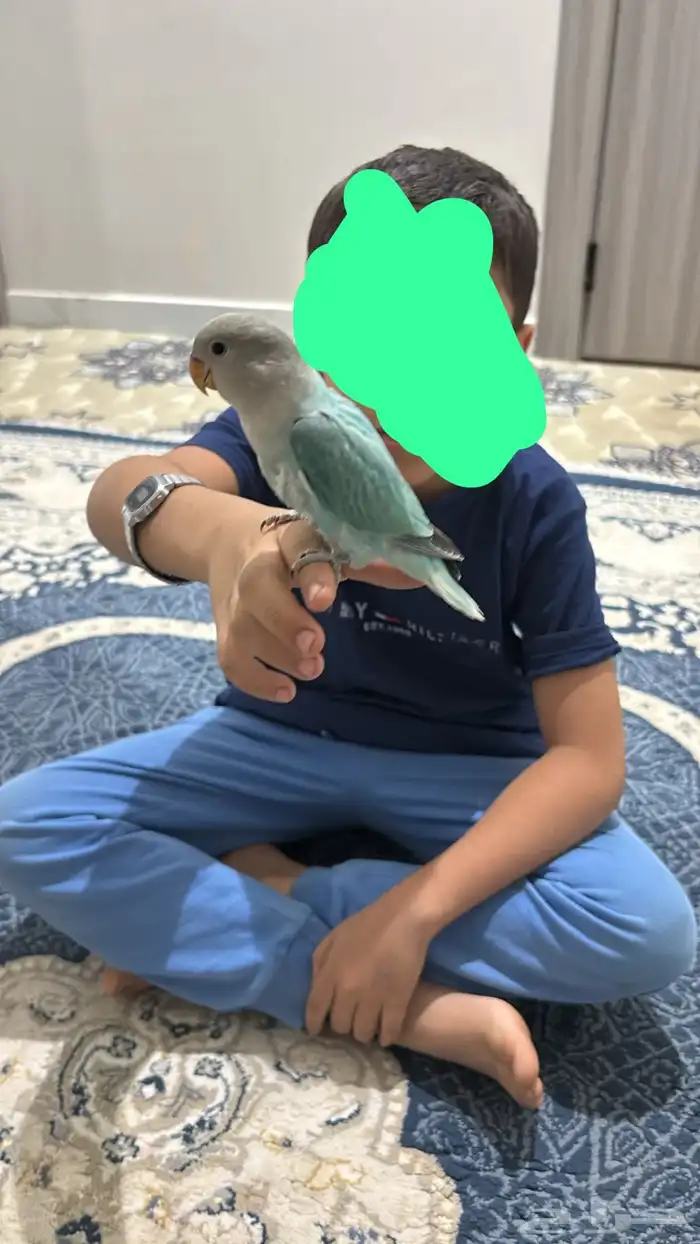 فرخ روز للبيع 3