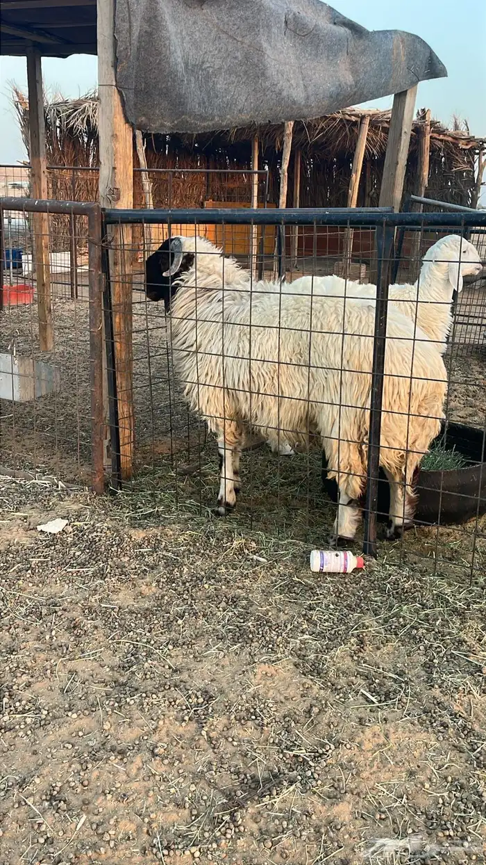 خروف نعيمي 0