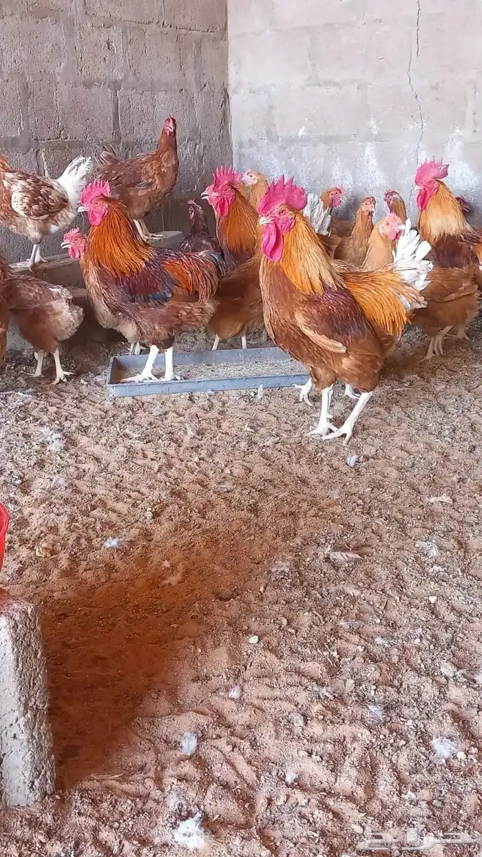 بيض دجاج تركي 0