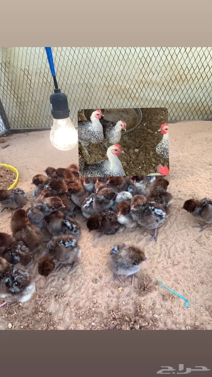 صيصان فيومي شبابي 0