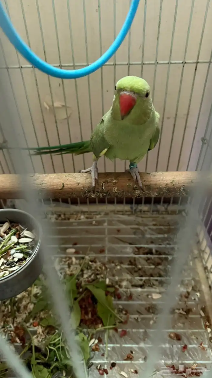 ببغاء الدرة متكلم 1