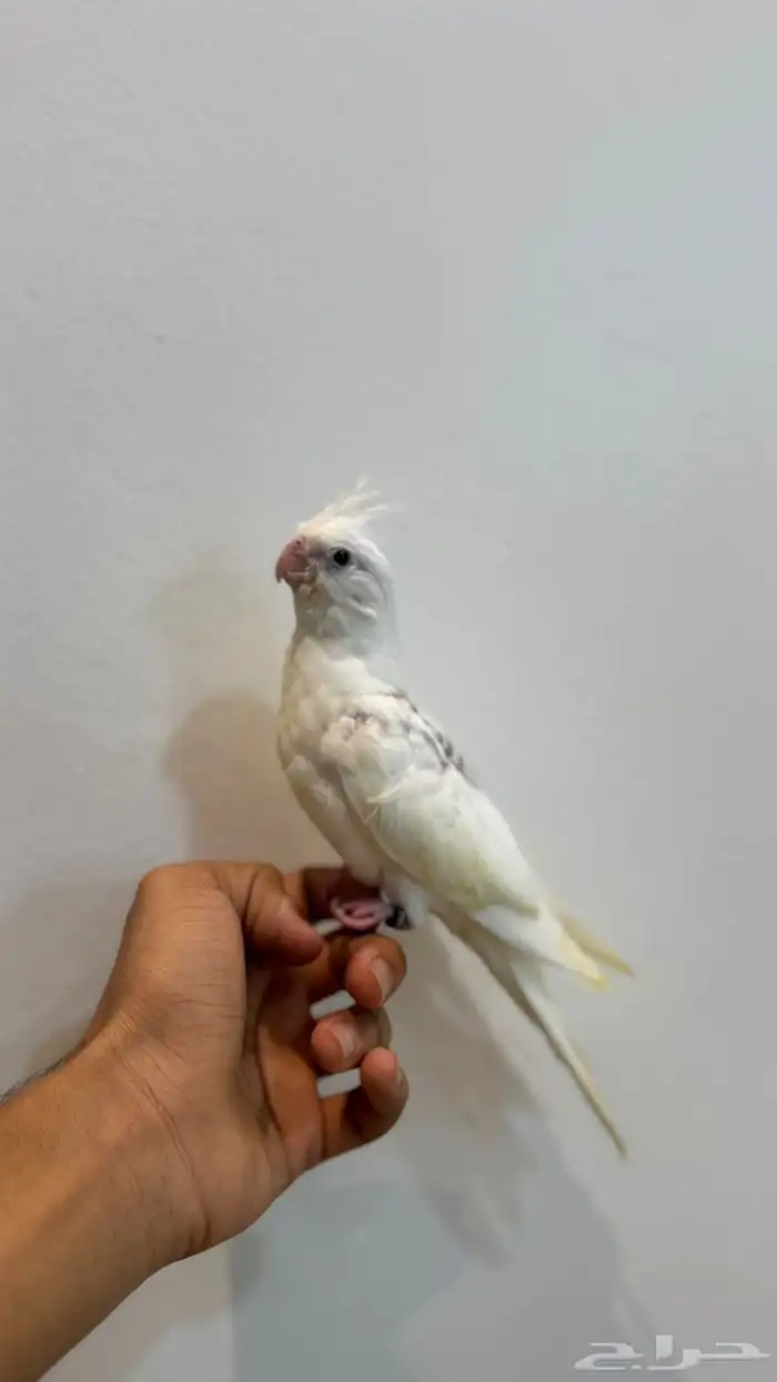 فرخ كروان هافي بايد 0