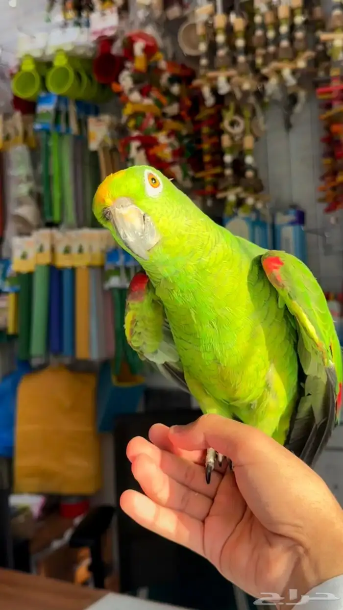 امازوني يلو كروان الليف متكلم بطلاقه 2