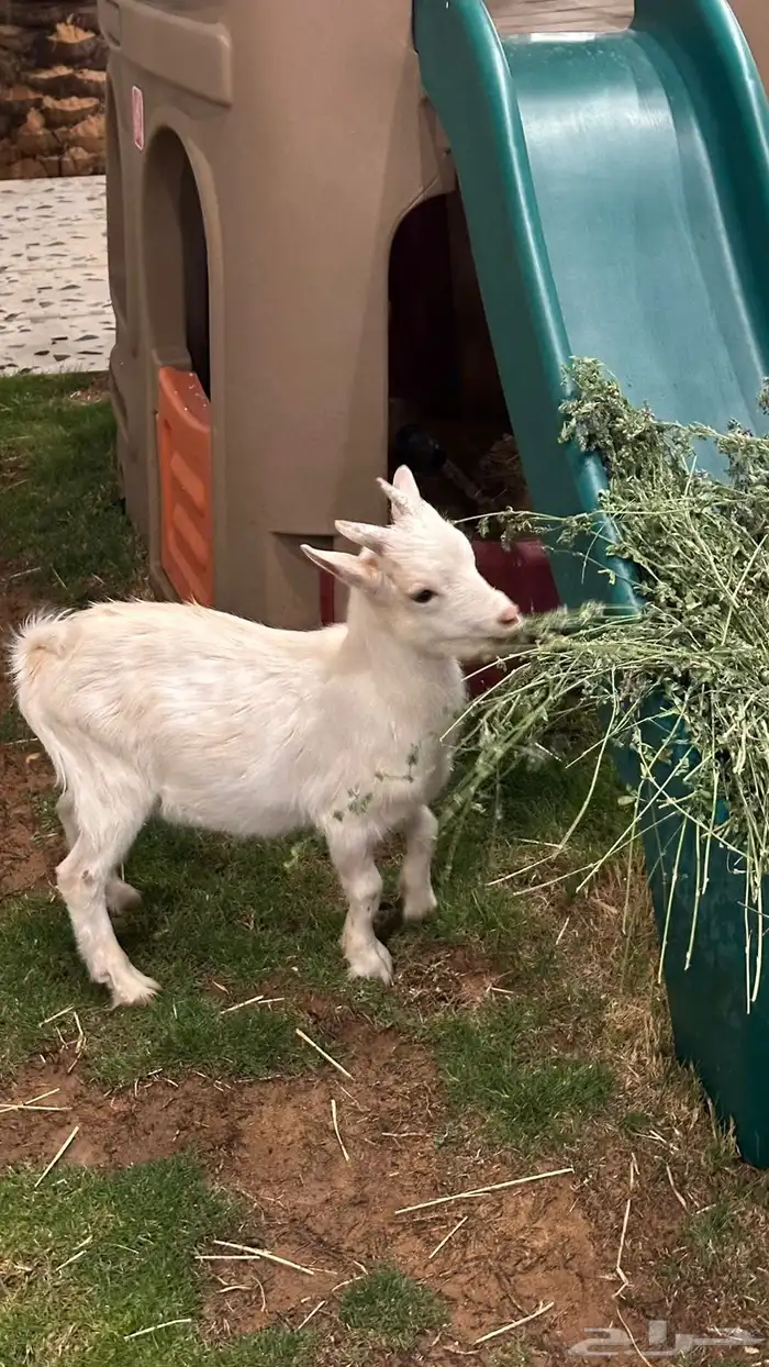 ماعز قزمي ذكر 1