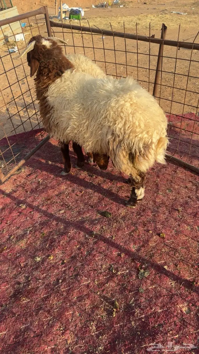 طليان نعيم 3