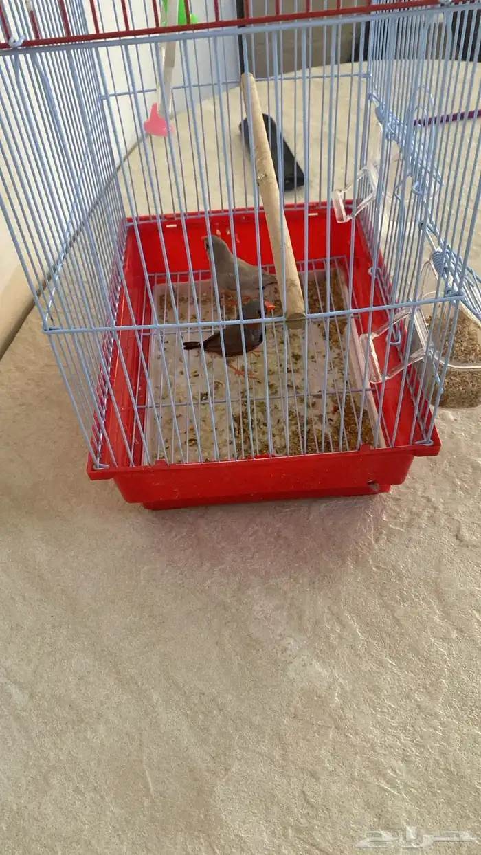 طيور الزيبرا مع العلف وا الشبك جوز 1