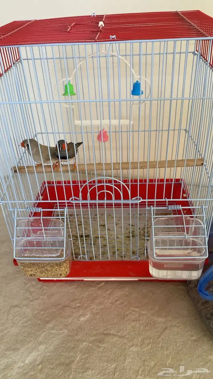 طيور الزيبرا مع العلف وا الشبك جوز 0