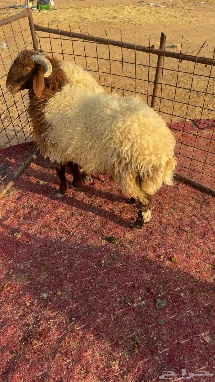 طليان نعيم 2