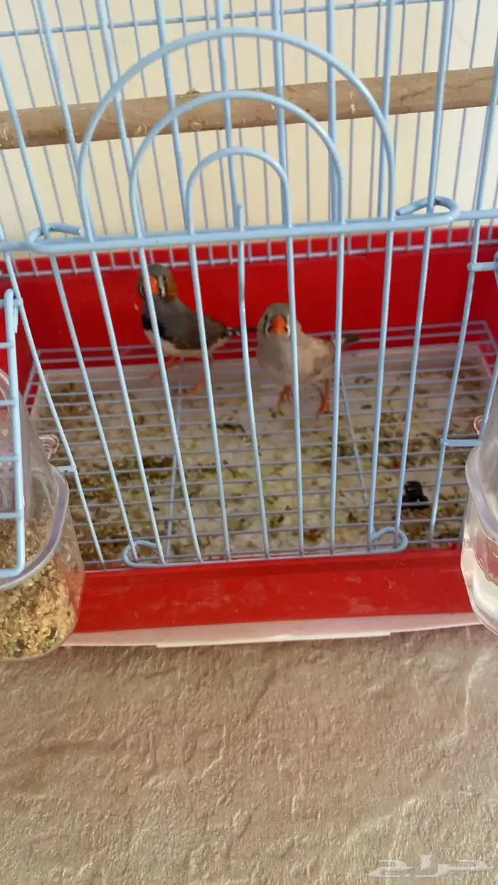 طيور الزيبرا مع العلف وا الشبك جوز 2