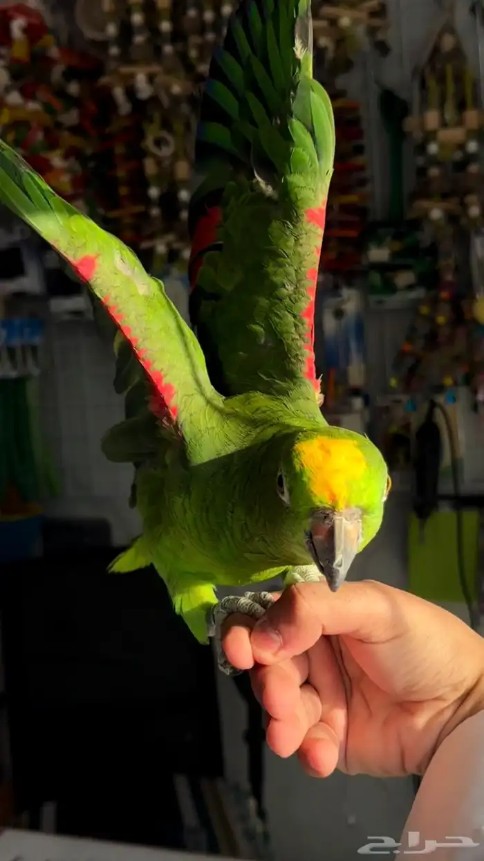 امازوني يلو كروان الليف متكلم بطلاقه 1