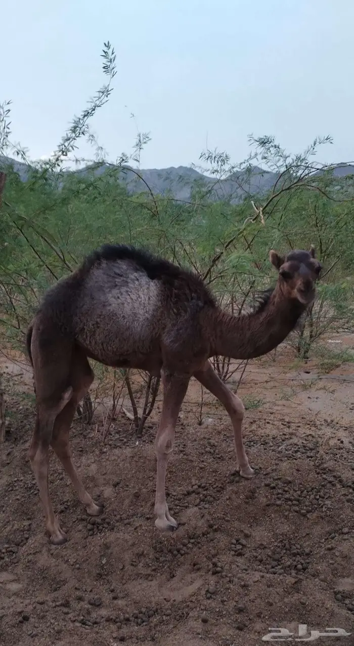 بعير ساحلي ادهم 6