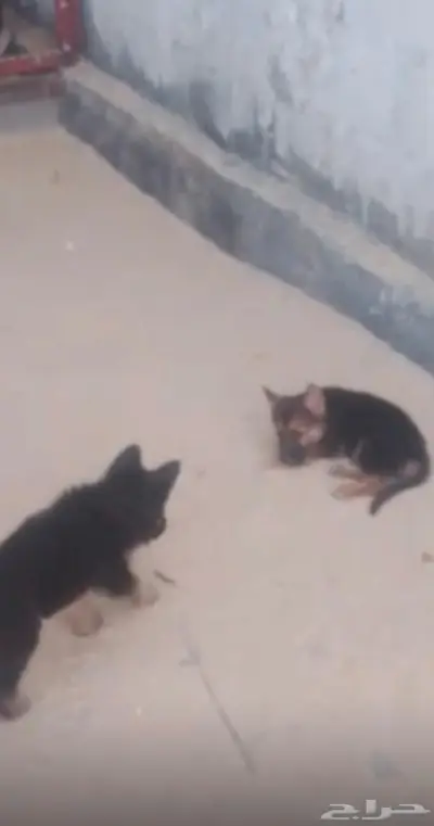 جيرمن انثى وجرو ذكر index