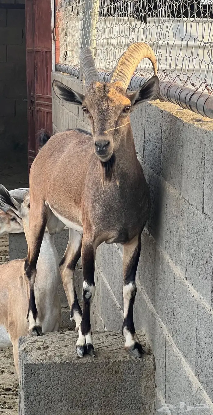 معزا حص جنوبيات لون الصيد هجين وعل مهجن 2