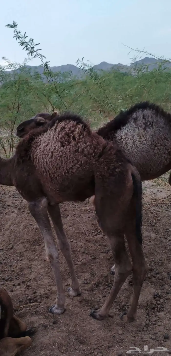 بعير ساحلي ادهم 7